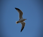 2013 10 12 DuluthWildLife  018